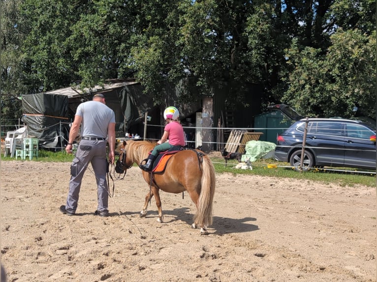 Kuce szetlandzkie Wałach 4 lat 100 cm Kasztanowata in Sitzensen