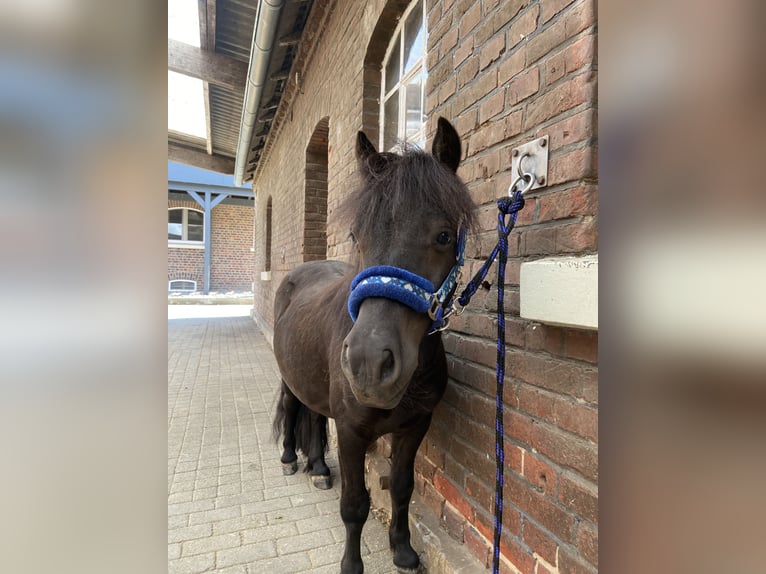 Kuce szetlandzkie Wałach 4 lat 110 cm Gniada in Dülmen