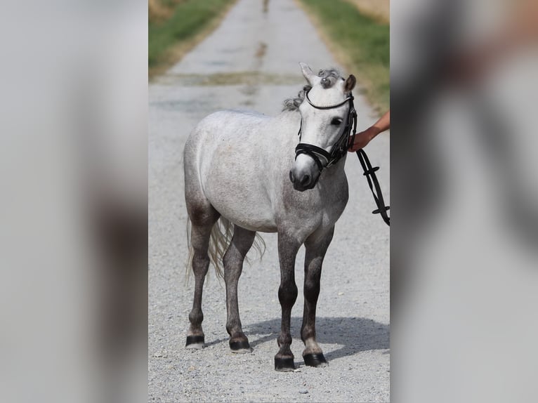 Kuce szetlandzkie Wałach 4 lat 110 cm Siwa in Rudersdorf