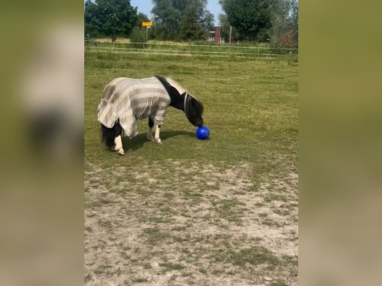 Kuce szetlandzkie Wałach 4 lat 98 cm in Jever