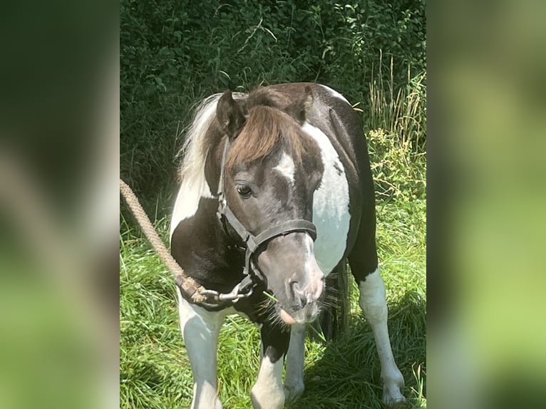 Kuce szetlandzkie Wałach 5 lat 105 cm Srokata in Ursensollen