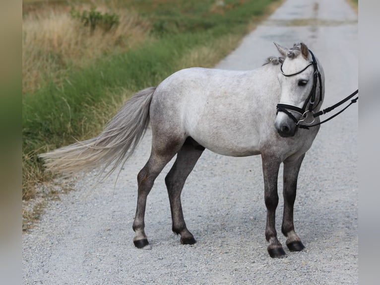 Kuce szetlandzkie Wałach 5 lat 110 cm Siwa in Rudersdorf