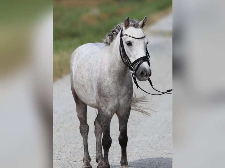 Kuce szetlandzkie Wałach 5 lat 110 cm Siwa in Rudersdorf