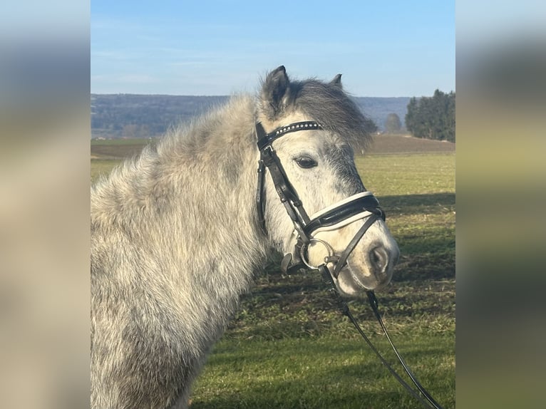 Kuce szetlandzkie Wałach 5 lat 113 cm Siwa jabłkowita in Riedlingen