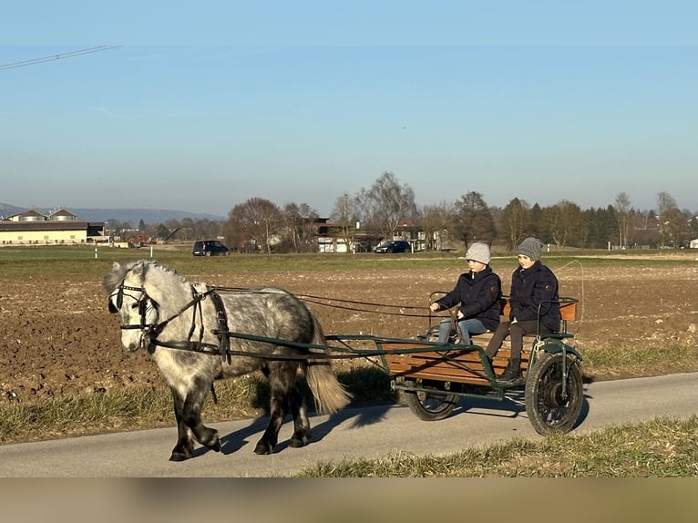 Kuce szetlandzkie Wałach 5 lat 113 cm Siwa jabłkowita in Riedlingen