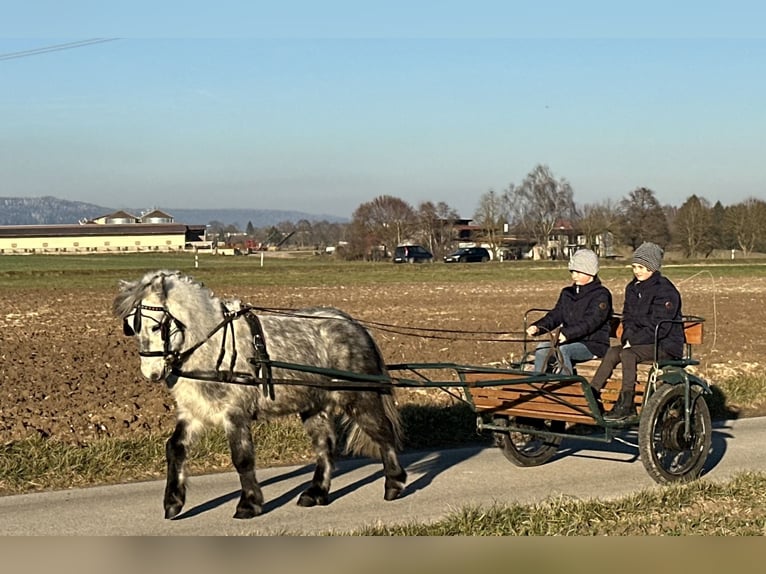 Kuce szetlandzkie Wałach 5 lat 113 cm Siwa jabłkowita in Riedlingen