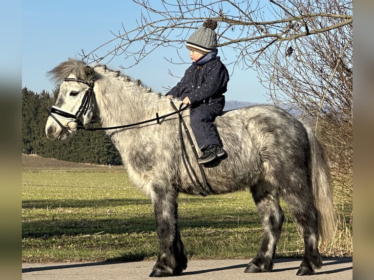 Kuce szetlandzkie Wałach 5 lat 113 cm Siwa jabłkowita in Riedlingen