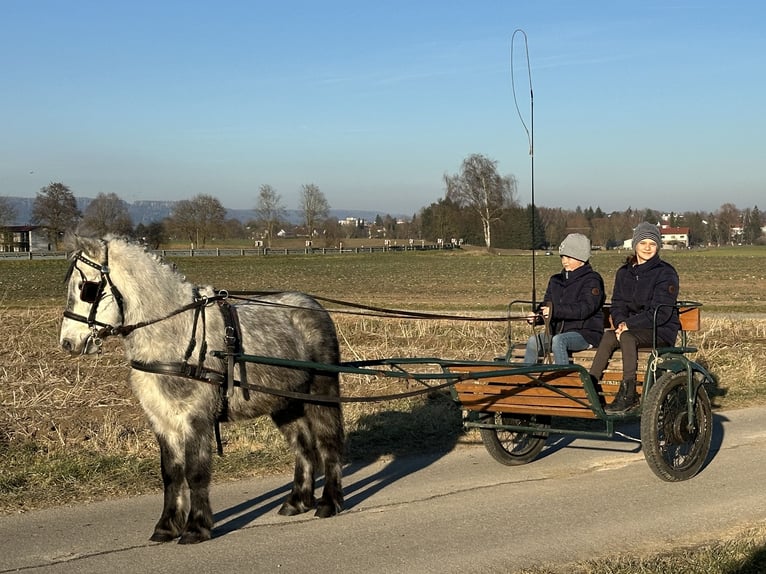 Kuce szetlandzkie Wałach 5 lat 113 cm Siwa jabłkowita in Riedlingen