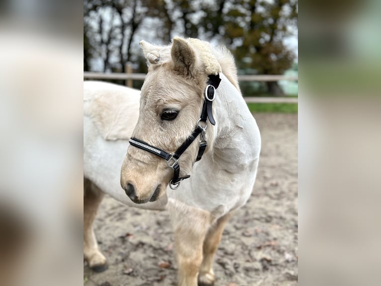 Kuce szetlandzkie Wałach 5 lat 95 cm Izabelowata in Oberlangen