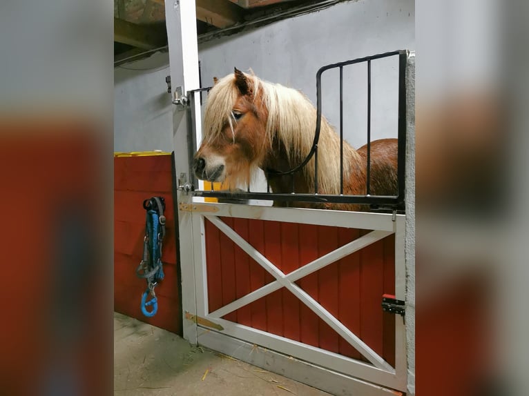 Kuce szetlandzkie Wałach 6 lat 105 cm Kasztanowata in Rhinow