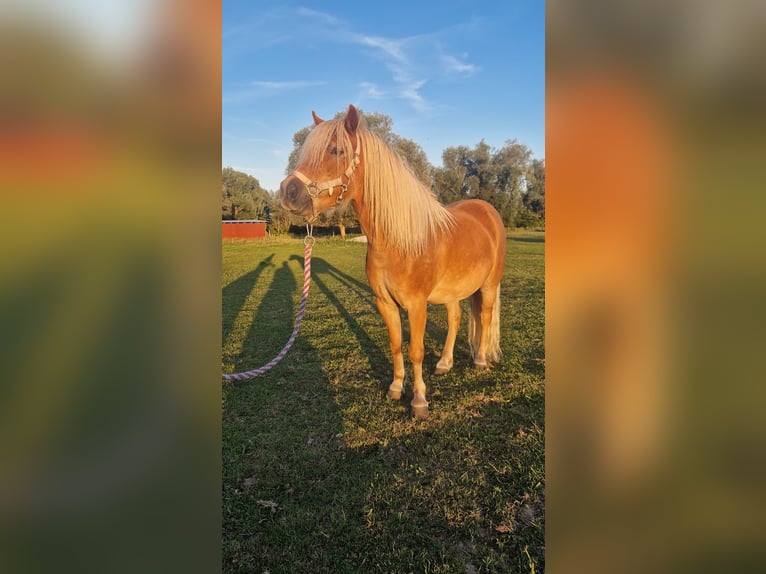 Kuce szetlandzkie Wałach 6 lat 105 cm Kasztanowata in Rhinow