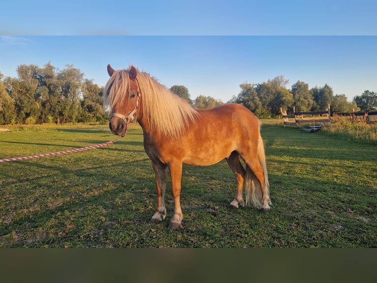 Kuce szetlandzkie Wałach 6 lat 105 cm Kasztanowata in Rhinow