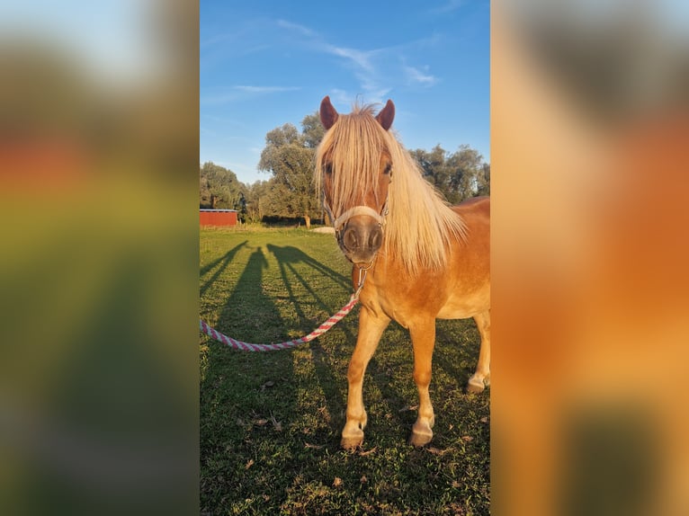 Kuce szetlandzkie Wałach 6 lat 105 cm Kasztanowata in Rhinow