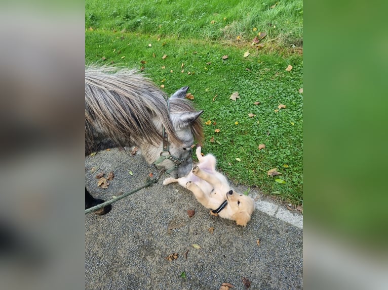 Kuce szetlandzkie Wałach 6 lat 110 cm Siwa jabłkowita in Brakel