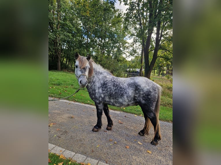 Kuce szetlandzkie Wałach 6 lat 110 cm Siwa jabłkowita in Brakel