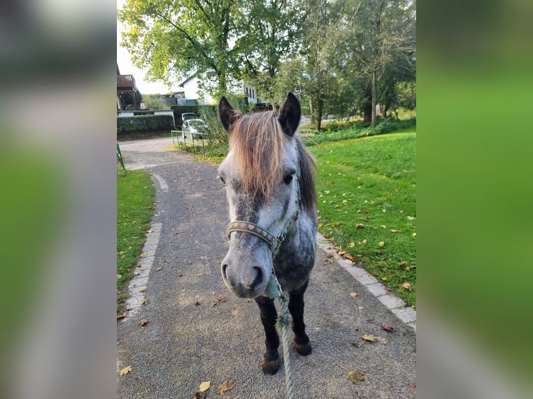 Kuce szetlandzkie Wałach 6 lat 110 cm Siwa jabłkowita in Brakel