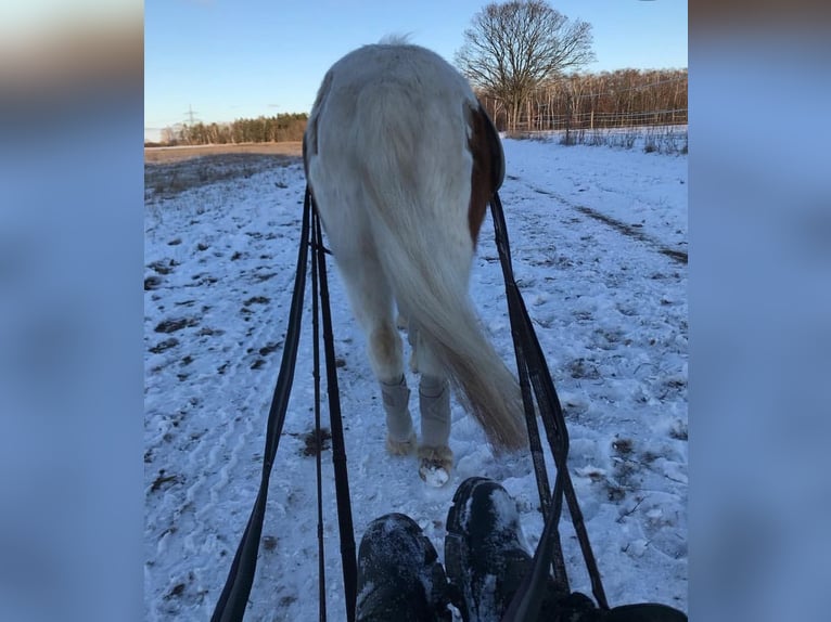 Kuce szetlandzkie Wałach 6 lat 110 cm Srokata in Wesendahl