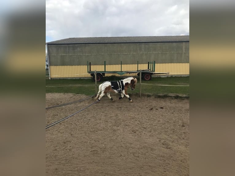 Kuce szetlandzkie Wałach 6 lat 110 cm Srokata in Wesendahl