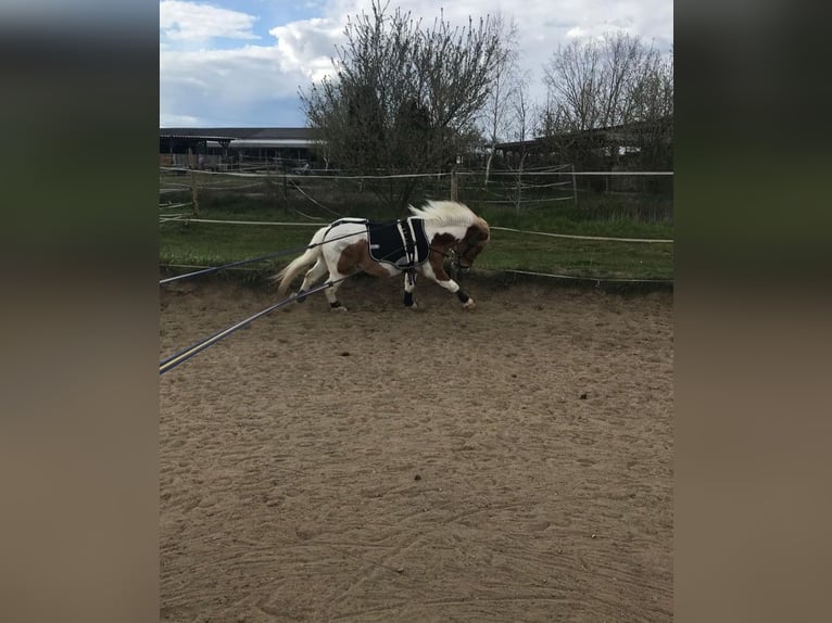 Kuce szetlandzkie Wałach 6 lat 110 cm Srokata in Wesendahl