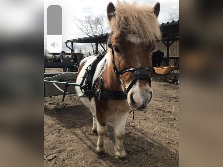 Kuce szetlandzkie Wałach 6 lat 110 cm Srokata in Wesendahl