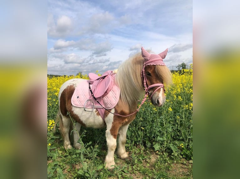 Kuce szetlandzkie Wałach 6 lat 110 cm Srokata in Wesendahl