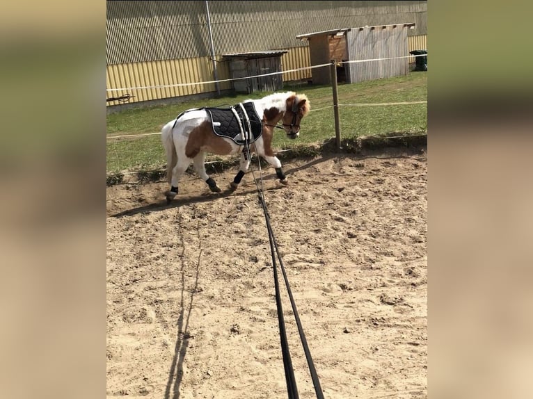 Kuce szetlandzkie Wałach 6 lat 110 cm Srokata in Wesendahl