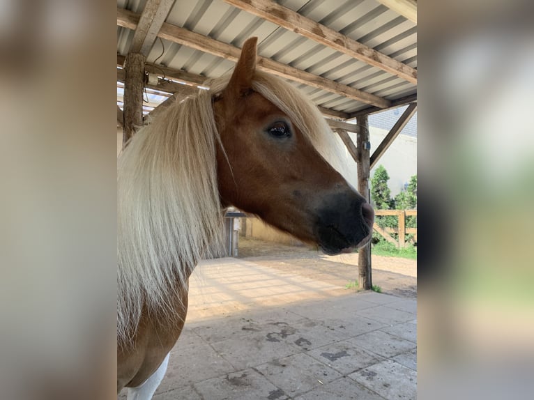 Kuce szetlandzkie Wałach 6 lat 110 cm Srokata in Wesendahl