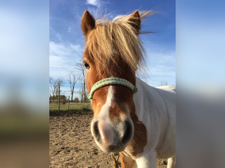 Kuce szetlandzkie Wałach 6 lat 110 cm Srokata in Wesendahl