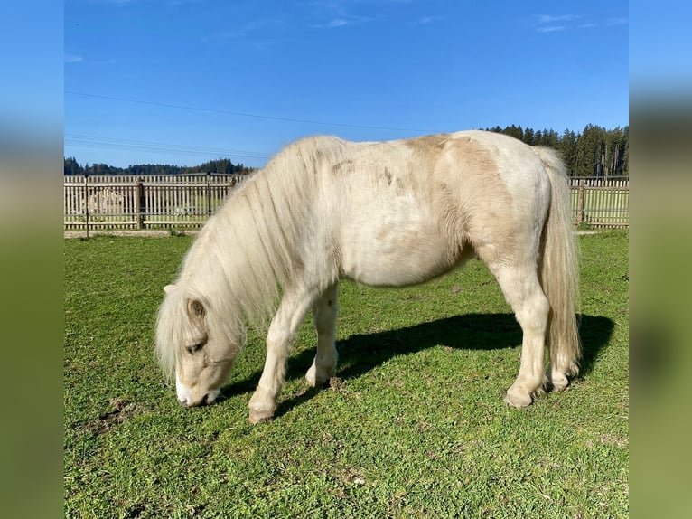 Kuce szetlandzkie Wałach 6 lat 115 cm Srokata in Babensham