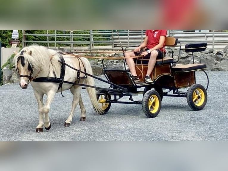 Kuce szetlandzkie Wałach 6 lat 115 cm Srokata in Babensham