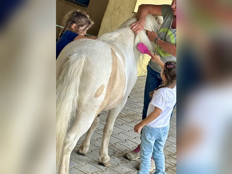 Kuce szetlandzkie Wałach 6 lat 115 cm Srokata in Babensham