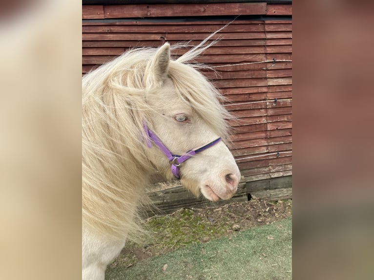 Kuce szetlandzkie Wałach 7 lat 100 cm Cremello in Enger