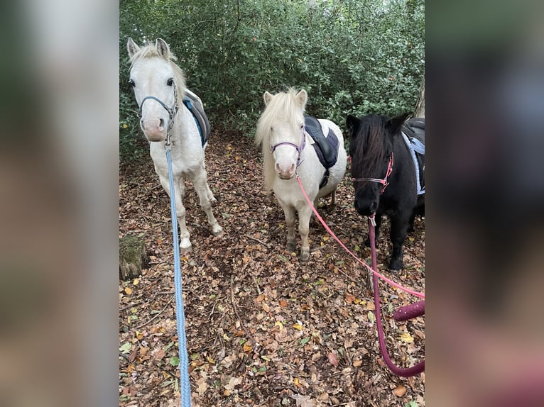 Kuce szetlandzkie Wałach 7 lat 100 cm Cremello in Enger