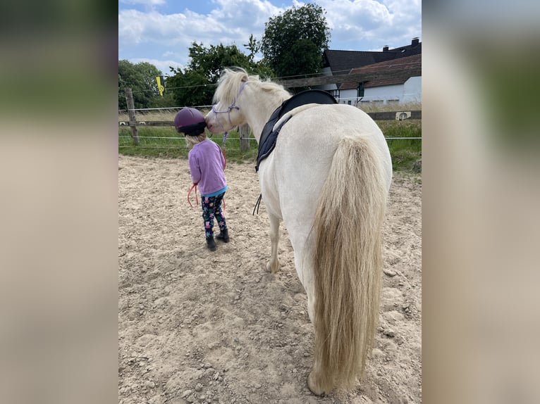 Kuce szetlandzkie Wałach 7 lat 100 cm Cremello in Enger