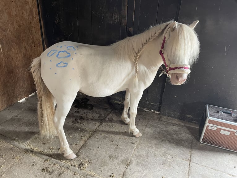 Kuce szetlandzkie Wałach 7 lat 100 cm Cremello in Enger