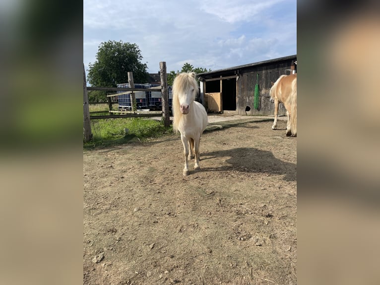 Kuce szetlandzkie Wałach 7 lat 100 cm Cremello in Enger