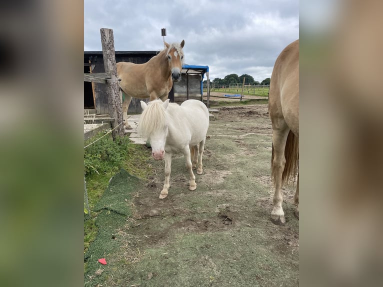 Kuce szetlandzkie Wałach 7 lat 100 cm Cremello in Enger