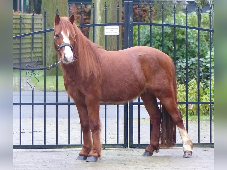 Kuce szetlandzkie Mix Wałach 7 lat 110 cm Kasztanowata in Wielen