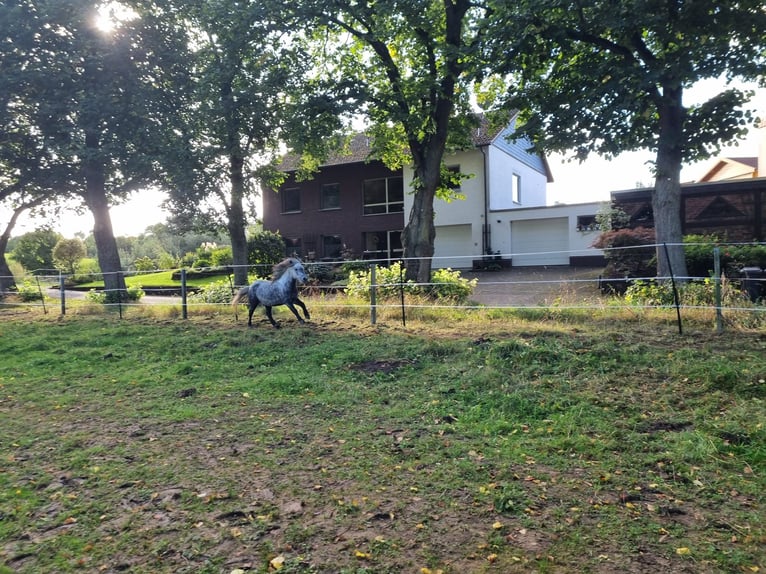 Kuce szetlandzkie Wałach 7 lat 110 cm Siwa jabłkowita in Brakel