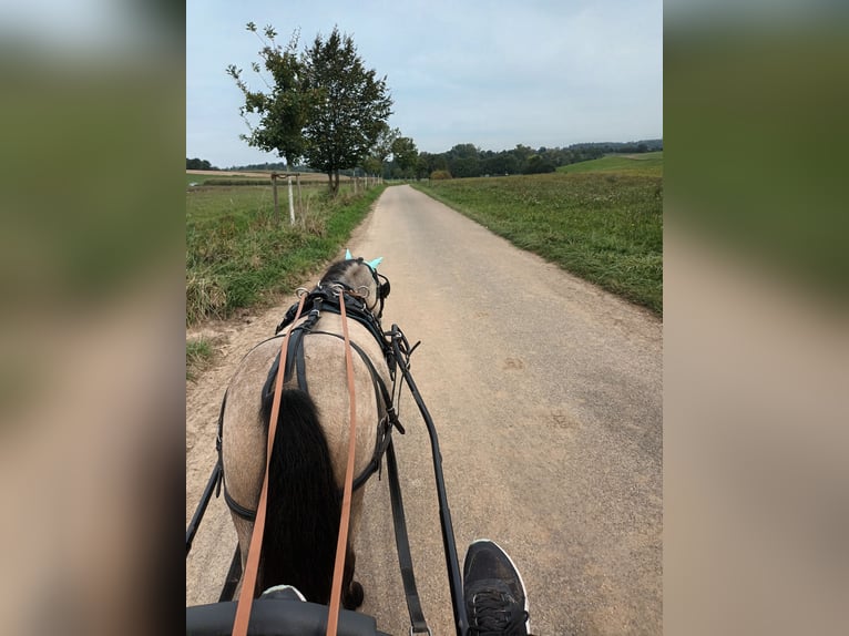 Kuce szetlandzkie Wałach 7 lat 112 cm Bułana in Oberderdingen