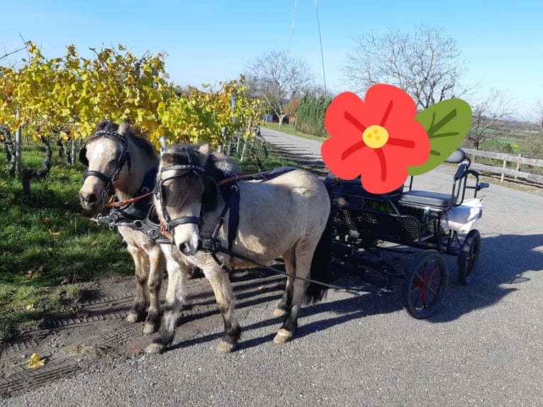 Kuce szetlandzkie Wałach 7 lat 112 cm Bułana in Oberderdingen