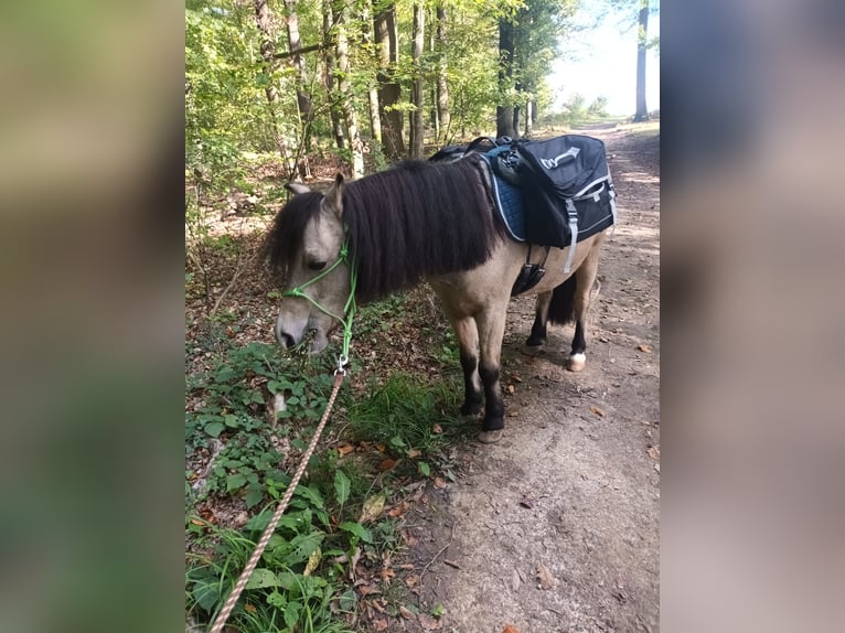 Kuce szetlandzkie Wałach 7 lat 112 cm Bułana in Oberderdingen