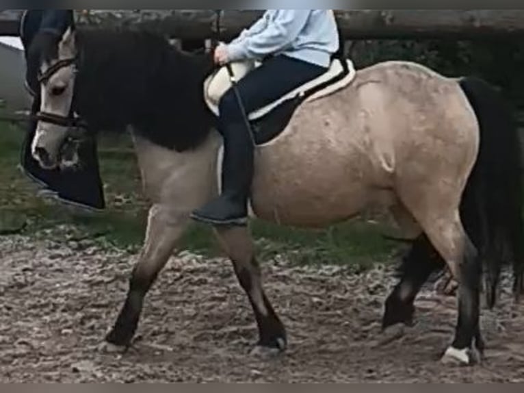 Kuce szetlandzkie Wałach 7 lat 112 cm Bułana in Oberderdingen