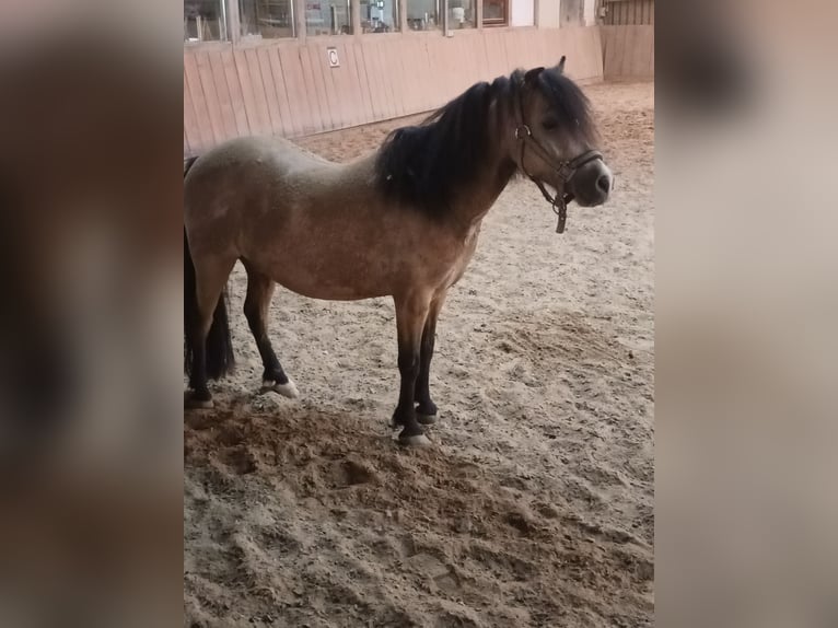 Kuce szetlandzkie Wałach 7 lat 112 cm Bułana in Oberderdingen