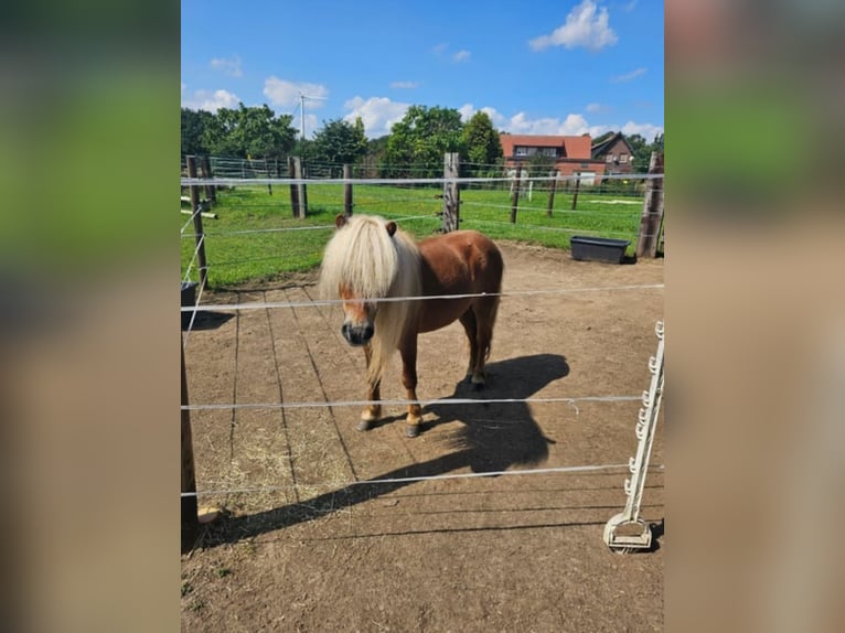 Kuce szetlandzkie Wałach 7 lat 80 cm Kasztanowata in Geestland