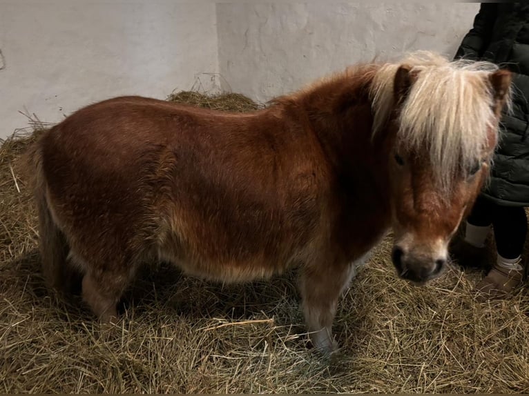 Kuce szetlandzkie Wałach 7 lat 80 cm Kasztanowata in Geestland