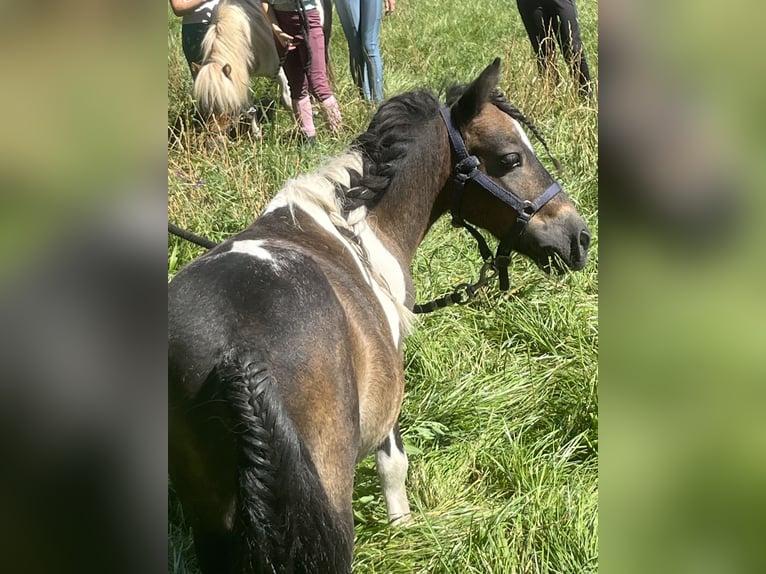 Kuce szetlandzkie Wałach 7 lat 85 cm Srokata in Ursensollen