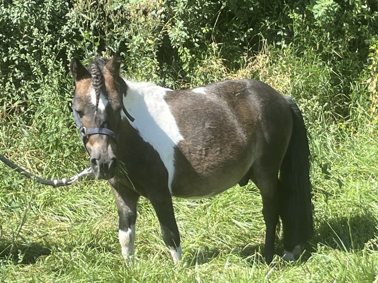 Kuce szetlandzkie Wałach 7 lat 85 cm Srokata in Ursensollen