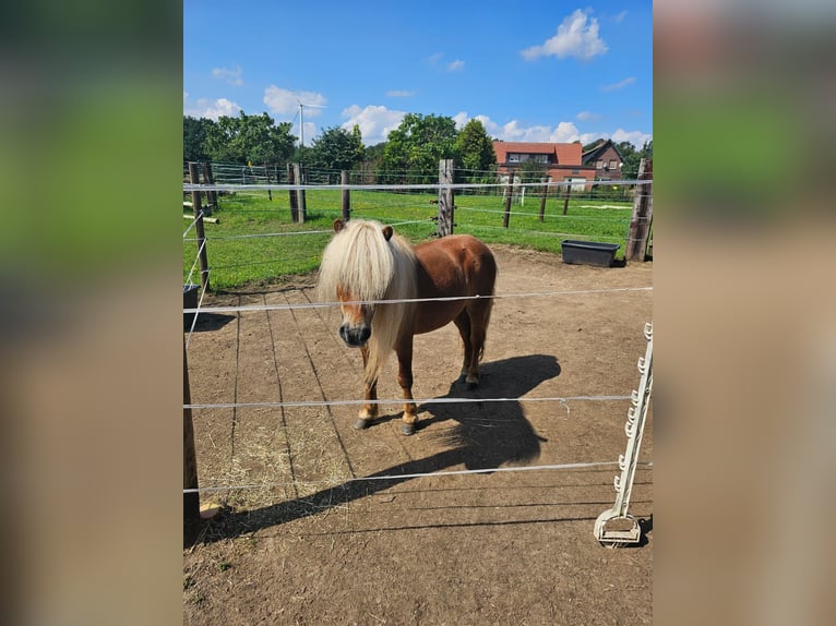 Kuce szetlandzkie Wałach 7 lat 90 cm Kasztanowata in Rheine