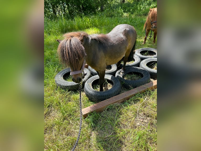 Kuce szetlandzkie Wałach 8 lat 100 cm Ciemnogniada in Nümbrecht